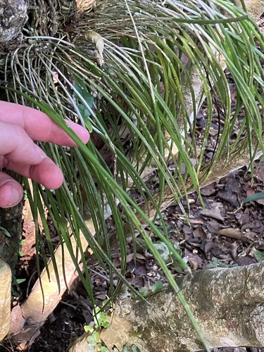 daddy longlegs orchid (Brassavola cucullata)