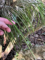 Daddy Longlegs Orchid (Brassavola cucullata)