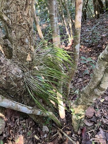 Brassavola cucullata, photograph 2