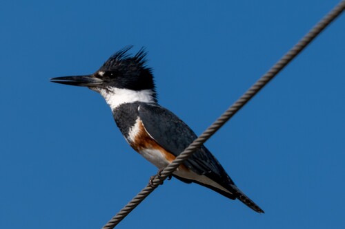 Belted Kingfisher photographed in Louisiana