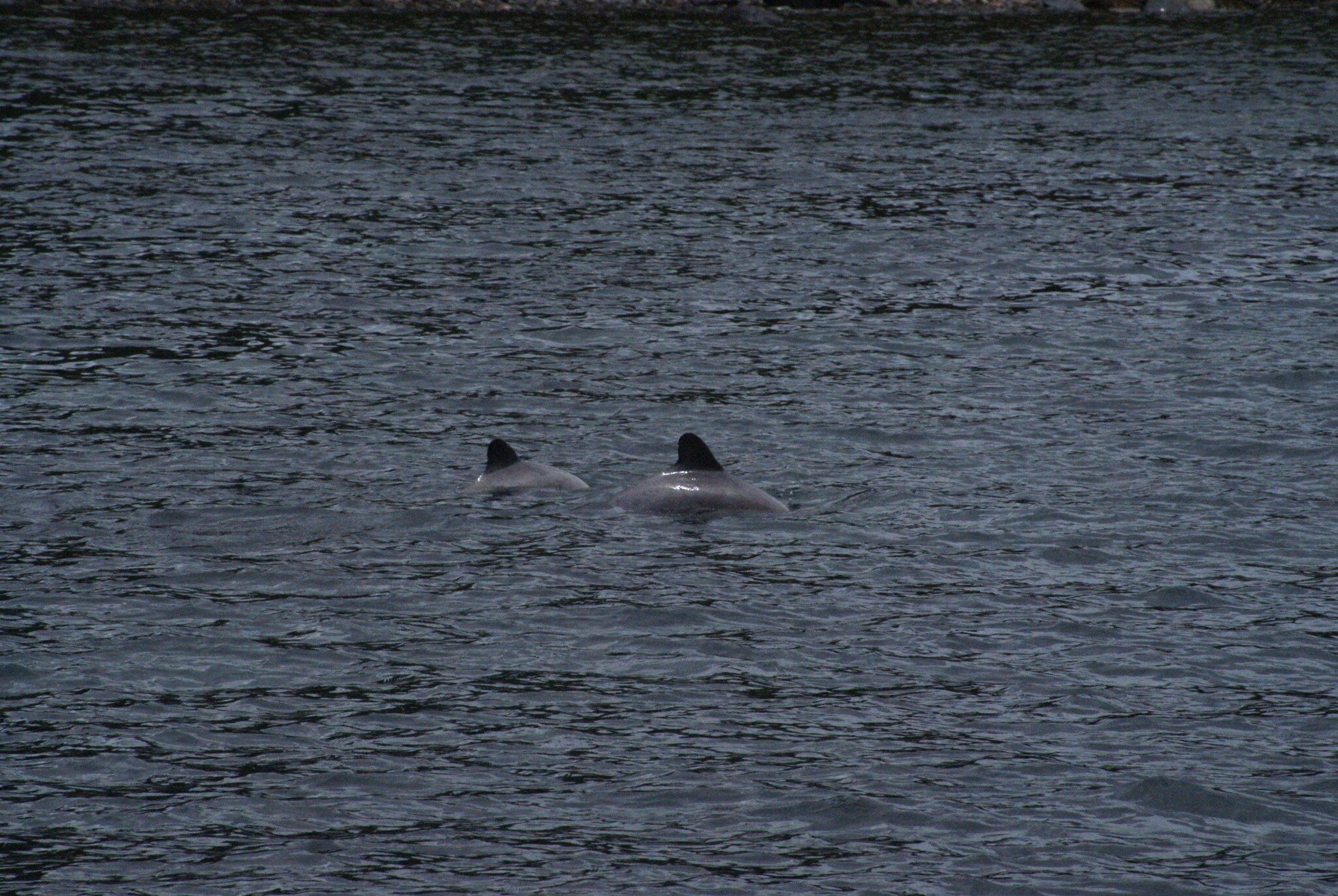 Cephalorhynchus eutropia