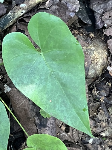 Organ Mountain Laceleaf (Anthurium cordatum)