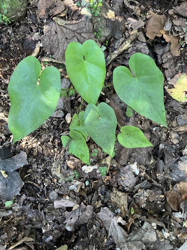 Anthurium cordatum, photograph 4