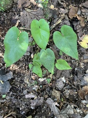author not stated, no rights reserved Anthurium cordatum, photograph author not stated, no rights reserved