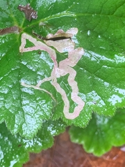 Phytomyza tiarellae