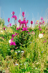 Hedysarum dasycarpum