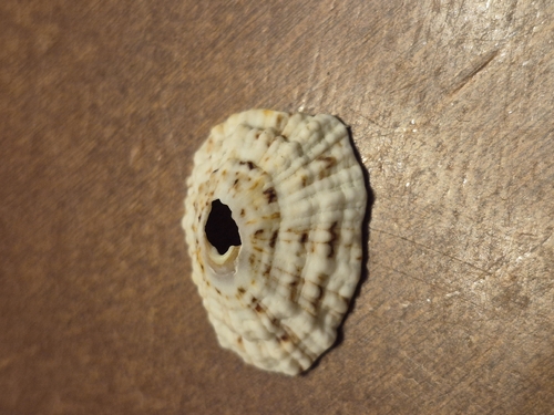 Fissurella barbadensis