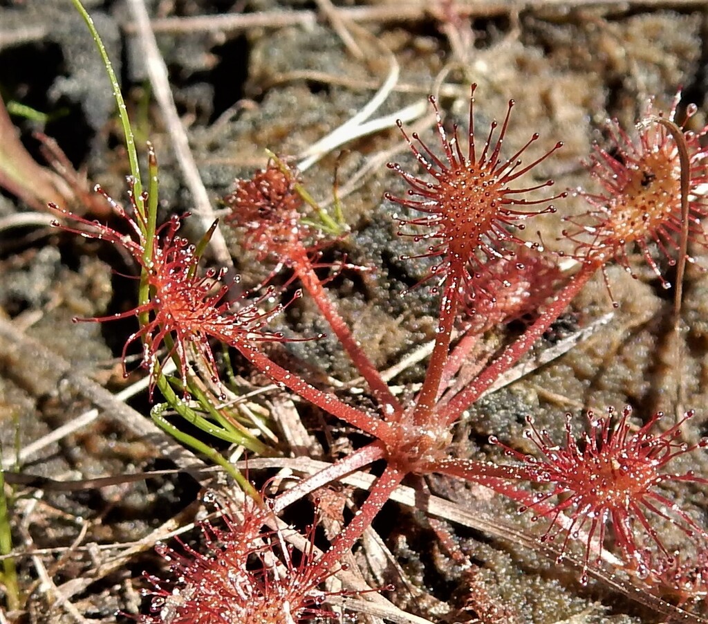 spoonleaf sundew from Jackson County, WI, USA on June 7, 2017 at 10:31 ...
