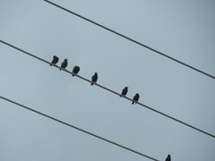 Sturnus vulgaris