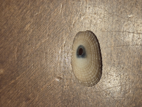 Diodora listeri