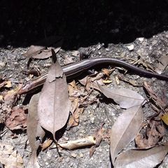 Plestiodon japonicus