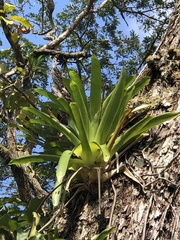 Werauhia