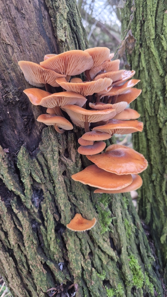 Flammulina · January 2026 · photo: © karliatje (iNaturalist, cc-by)