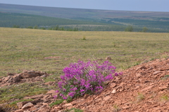 Hedysarum dasycarpum