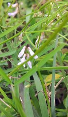 Vicia acutifolia
