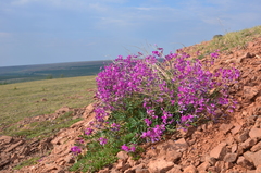 Hedysarum dasycarpum