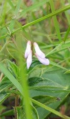Vicia acutifolia