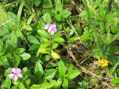 Catharanthus roseus image