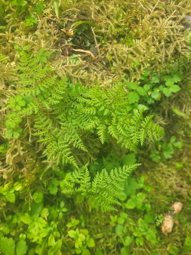 Mountain bladderfern (Cystopteris montana)