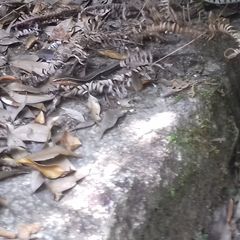 Plestiodon japonicus