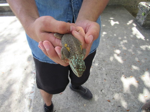 Agamidae image