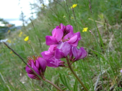 Hedysarum dasycarpum