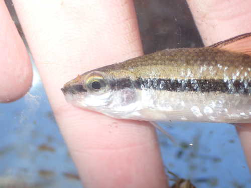 Beek-zuigkarper (Erimyzon oblongus) — Catostomidae — 5