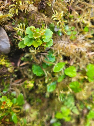 northern golden-saxifrage (Chrysosplenium tetrandrum)