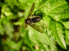 Cheilosia variabilis