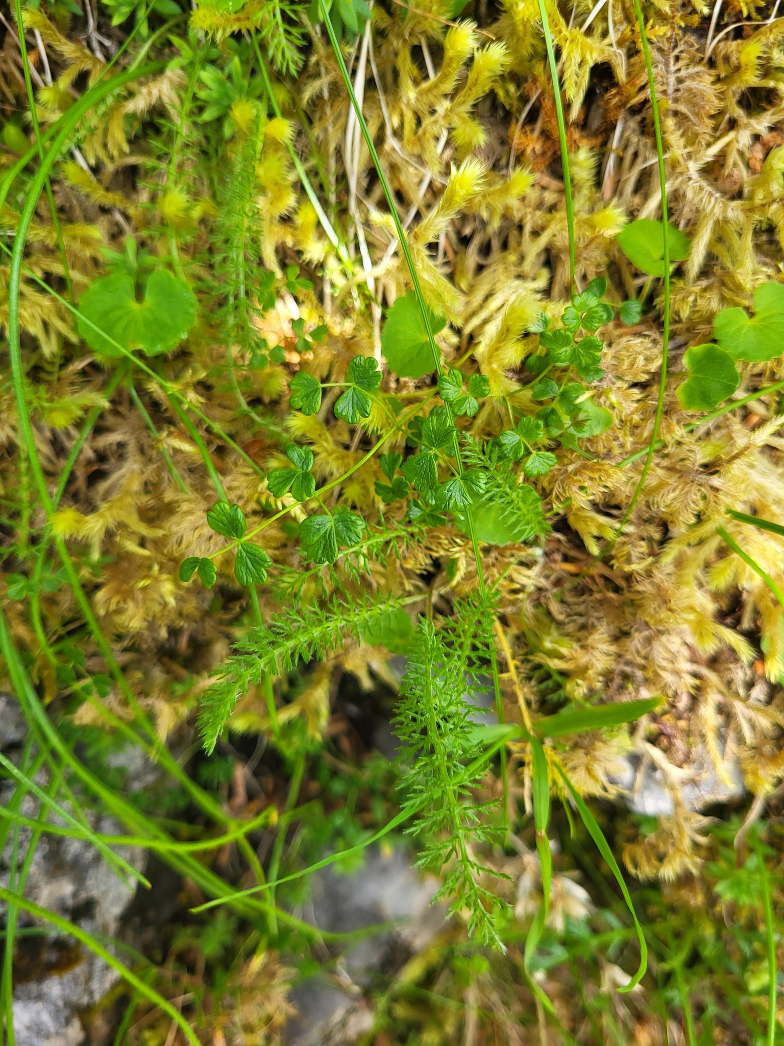 Alpine Meadow-Rue (Thalictrum alpinum)