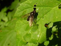 Cheilosia variabilis