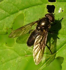 Cheilosia variabilis