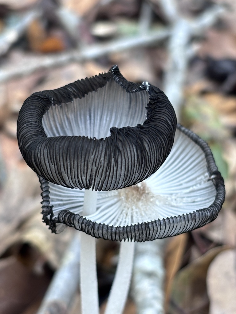 Coprinopsis lagopus · February 2026 · photo: © reago (iNaturalist, cc-by)