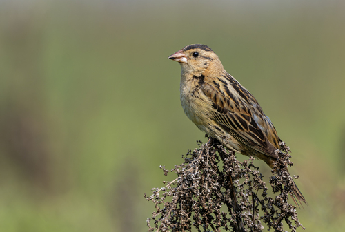 Bobolink (Dolichonyx oryzivorus), photo 2