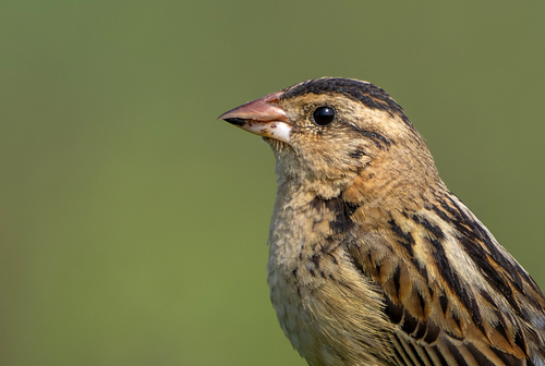 Bobolink (Dolichonyx oryzivorus), photo 10