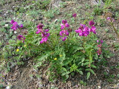 Hedysarum dasycarpum