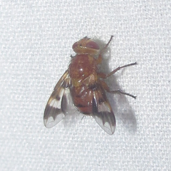 Oestrophasia calva