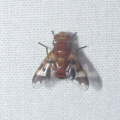 Oestrophasia calva