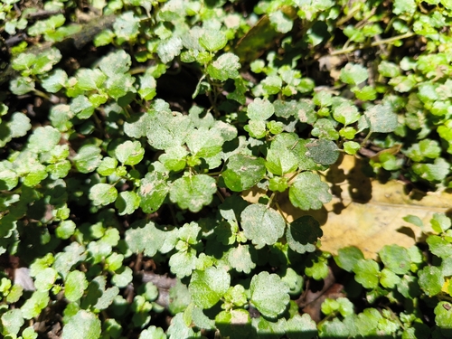 Shade nettle (Australina pusilla)