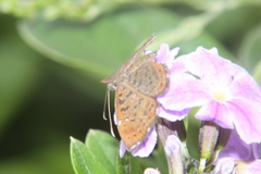 Zabuella tinea