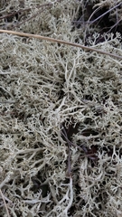 Cladonia submitis