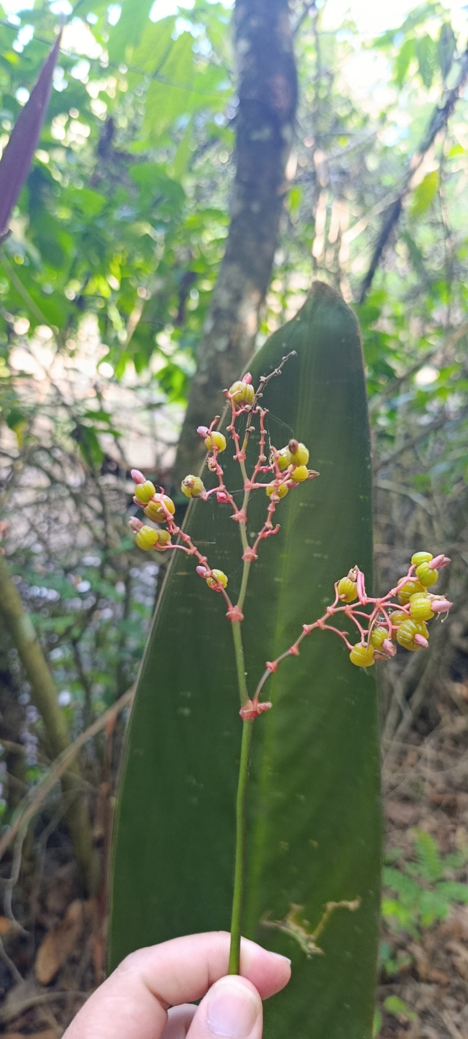 Stromanthe Thalia (Stromanthe thalia)