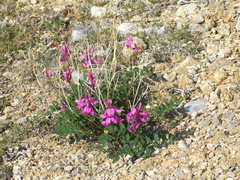 Hedysarum dasycarpum