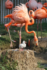 Phoenicopteridae