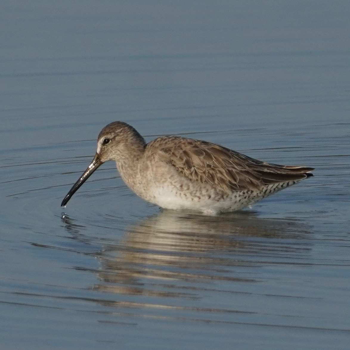 Short-billed Dowitcher (Limnodromus griseus), photo 6