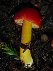 Hygrocybe splendidissima