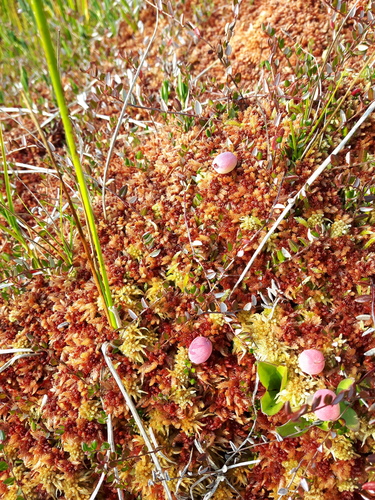 small bog cranberry (Vaccinium microcarpum)