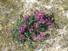 Hedysarum dasycarpum