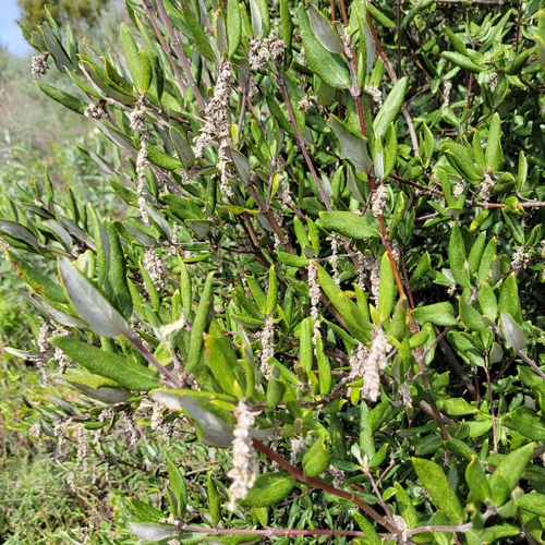Canyon Silktassel (Garrya veatchii)