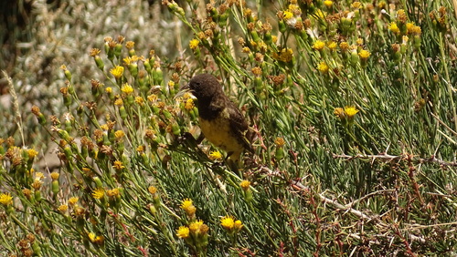 Yellow-rumped Siskin (Spinus uropygialis), photo 3